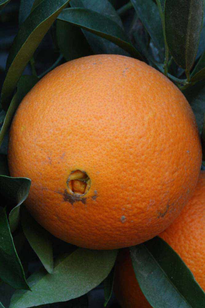            Fruit (Riverside, CA)   